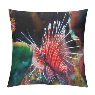 Personality  Lionfish (Pterois Miles), Divesite Batu Bolong (Current City), E Of Komodo, Indonesia Pillow Covers