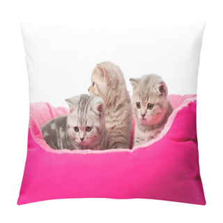 Personality  Cute Little Fluffy Kittens Sitting In Pink Cat Bed Isolated On White  Pillow Covers