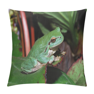 Personality  Frog Sitting On A Leaf Pillow Covers