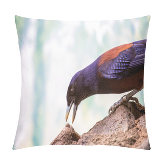 Personality  Exquisite Lidth's Jay (Garrulus Lidthi) Captured Amidst The Lush Landscapes Of South Japan. A Rare Glimpse Into The Avian Wonders Of The Region. Pillow Covers