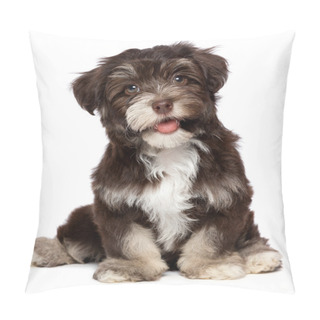 Personality  A Beautiful Smiling Chocholate Havanese Puppy Dog Pillow Covers