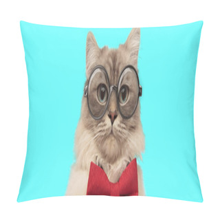 Personality  Funny Young Metis Cat Sitting And Wearing A Red Bow Tie With Eyeglasses On Blue Background Pillow Covers