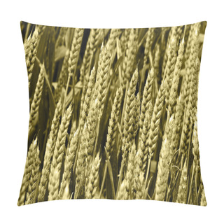 Personality  Corn Spikes Pillow Covers