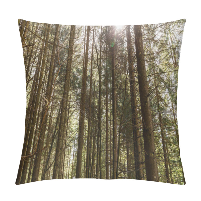 Personality  Sunshine and coniferous trees in forest  pillow covers