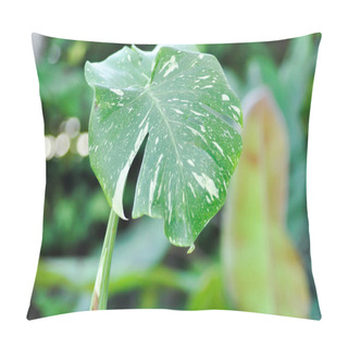 Personality  Monstera, Herricane Plant Or Swiss Cheese Plant Or Monstera Thai Constellation Or Thai Monstera Pillow Covers
