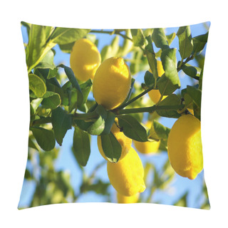 Personality  Lemon Tree. Pillow Covers