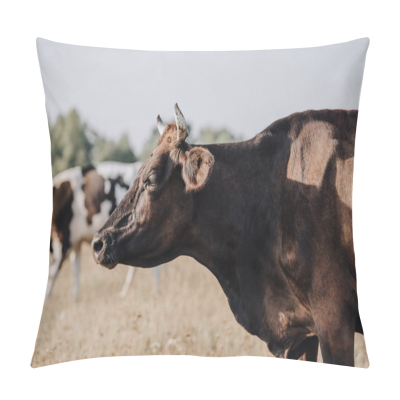 Personality  close up view of black cow grazing on meadow in countryside  pillow covers