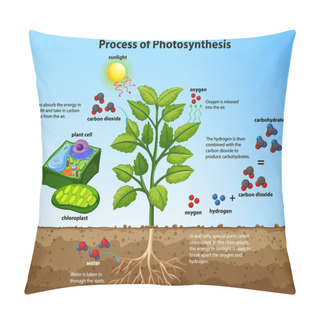 Personality  Diagram Showing Process Of Photosynthesis With Plant And Cells Illustration Pillow Covers
