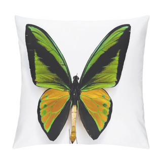 Personality  Close Up On A Goliath Birdwing Butterfly Isolated On White Background Pillow Covers