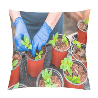 Personality  Woman Gardener Replanting Petunia Seedlings Into Plant Pots Pillow Covers