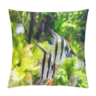 Personality  Angelfish Pterophyllum Scalar Pillow Covers