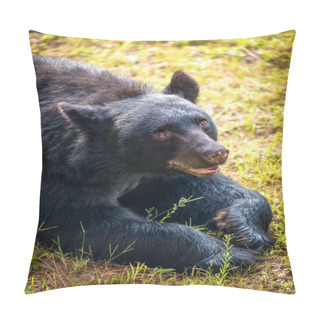 Personality  Big Brown Bear Lying In Grass With Friendly Expression Pillow Covers