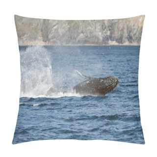 Personality  Grey Whale At Long Beach Pillow Covers