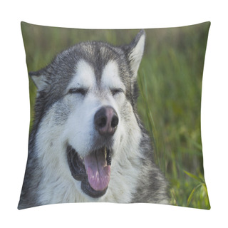 Personality  Sled Dog Breed Malamute Pillow Covers