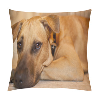 Personality  Beautiful Dog Resting On The Floor Pillow Covers