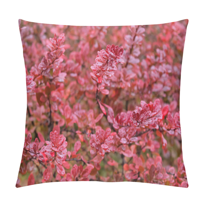Personality  Wet Japanese Barberry, Also Called Thunberg's Barberry, Red Barberry Pillow Covers