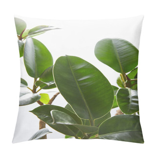 Personality  Selective Focus Ficus Leaves On White Background Pillow Covers