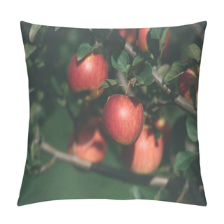 Personality  Appetizing Ripe Red Apples On Tree Branches In Garden Pillow Covers