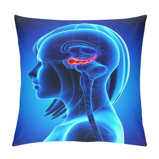 Personality  Anatomy Of Female Brain Hippocampus Pillow Covers