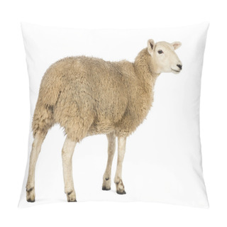 Personality  Rear View Of A Sheep Looking Away Against White Background Pillow Covers