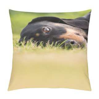 Personality  Young Dachshund In The Green Garden Pillow Covers