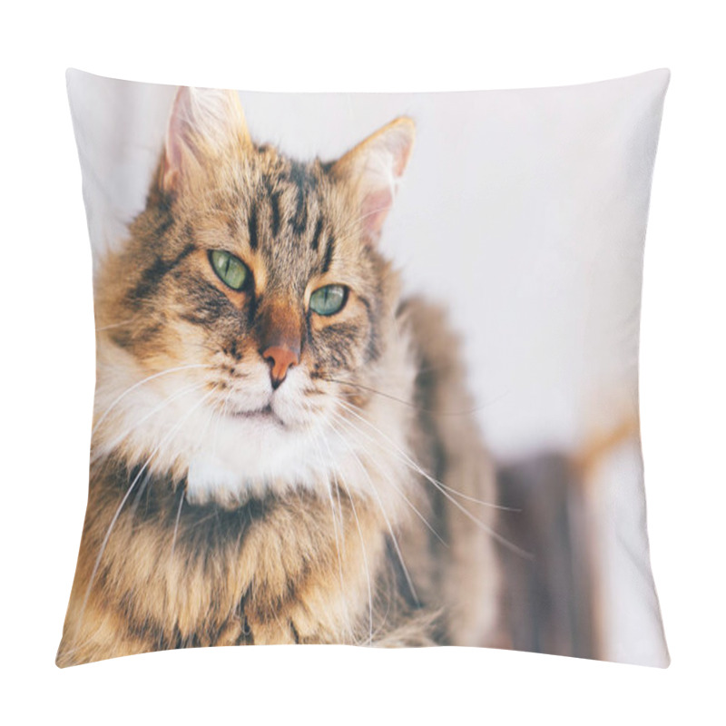 Personality  Cute cat looking angry with green eyes sitting on table. Maine c pillow covers