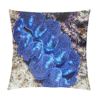 Personality  Giant Clam In South Pacific Pillow Covers