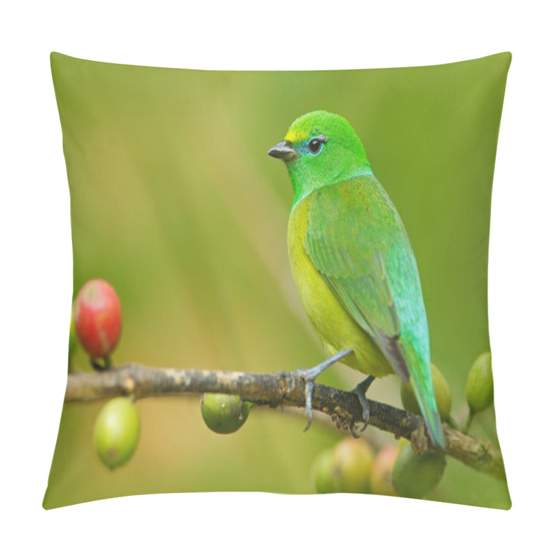 Personality  Blue-naped Chlorophonia form Colombia pillow covers