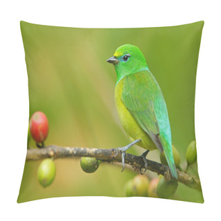 Personality  Blue-naped Chlorophonia Form Colombia Pillow Covers