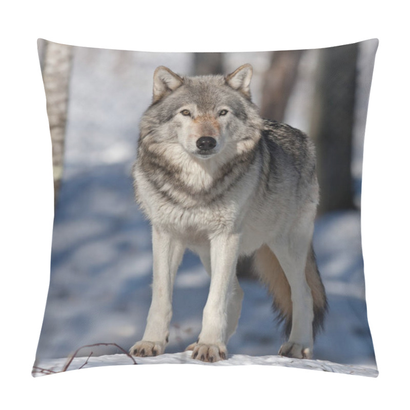 Personality  Timber wolf or grey wolf (Canis lupus) standing in the winter snow in Canada pillow covers