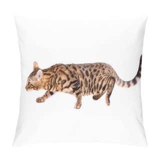 Personality  Bengal Kitten, 5 Months Old, In Front Of White Background Pillow Covers