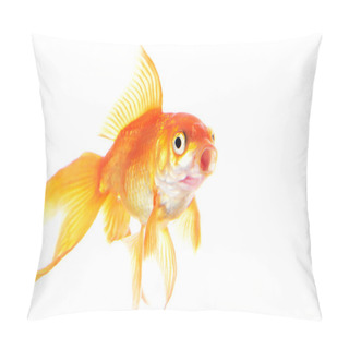 Personality  Gold Fish Isolated On White Background Pillow Covers