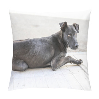 Personality  A Flock Of Stray Dogs On The Streets Of Agadir. Pillow Covers