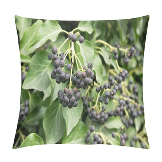 Personality   Wild Ivy With Seeds And Ripe Fruits Pillow Covers