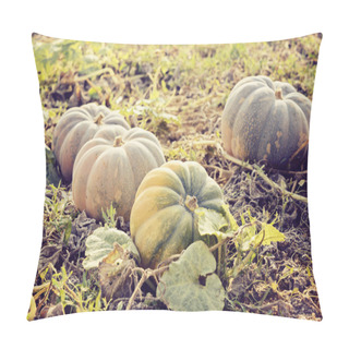 Personality  Five Ripe Pumpkins In The Field Pillow Covers