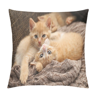 Personality  Close Up Image Of Little Kittens Playing On Sofa  Pillow Covers