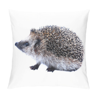 Personality  Little Forest Hedgehog Isolated Pillow Covers