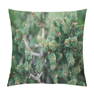 Personality  Close-up Shot Of Beautiful Green Spruce Branches Pillow Covers