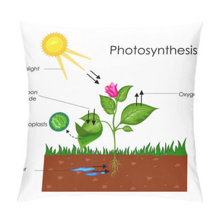 Personality  Education Chart Of Biology For Photosynthesis Process Diagram Pillow Covers
