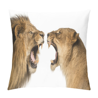 Personality  Close-up Of A Lion And Lioness Roaring At Each Other Pillow Covers