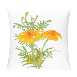 Personality Marigold (Tagetes) Flowers With Buds Pillow Covers