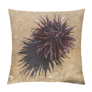 Personality  Urchin At The Coast Line.The Calm Sea At The Background. Pillow Covers