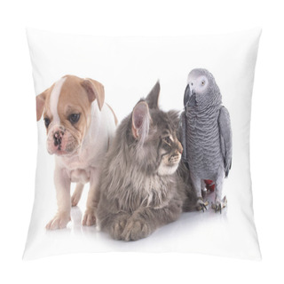 Personality  Maine Coon Kittenn Parrot And French Bulldog In Front Of White Background Pillow Covers
