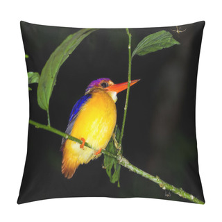 Personality  Oriental Dwarf-kingfisher Pillow Covers