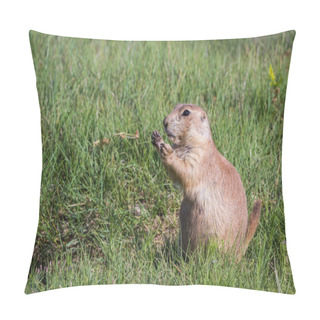 Personality  Black Tailed Prairie Dog Pillow Covers