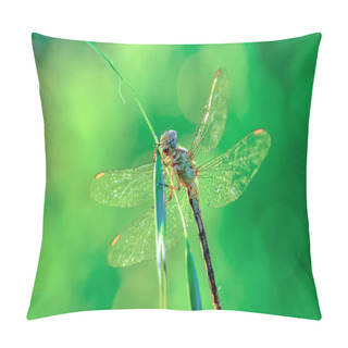 Personality  Showing Of Eyes Dragonfly And Wings Detail. Beautiful Dragonfly In The Nature Habitat  Pillow Covers