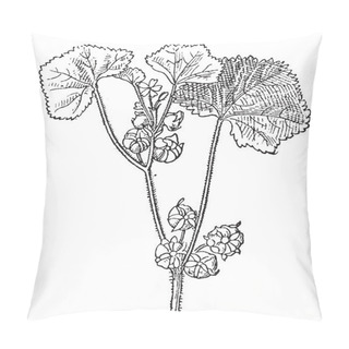 Personality  Roundleaf Mallow Or Malva Neglecta, Vintage Engraving Pillow Covers