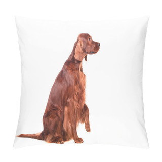Personality  Irish Red Setter On White Background Pillow Covers