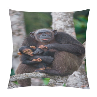 Personality  Funny Chimpanzee, Republic Of The Congo Pillow Covers