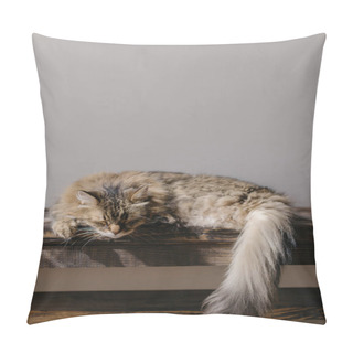 Personality  Cute Tabby Cat Sleeping On Wooden Bench. Adorable Cat Relaxing In Sunny Room. Tranquility And Peace Concept. Pet At Home. Animal Banner, Copy Space Pillow Covers